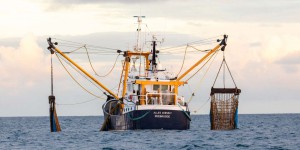Les quotas européens de pêche respectent davantage les avis scientifiques