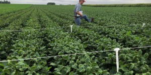 Les Vingt-Sept ne s’entendent pas sur les conditions d’une dérégulation des « nouveaux OGM »