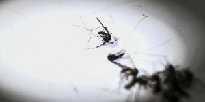 Le Cap-Vert, troisième pays d’Afrique à éradiquer le paludisme