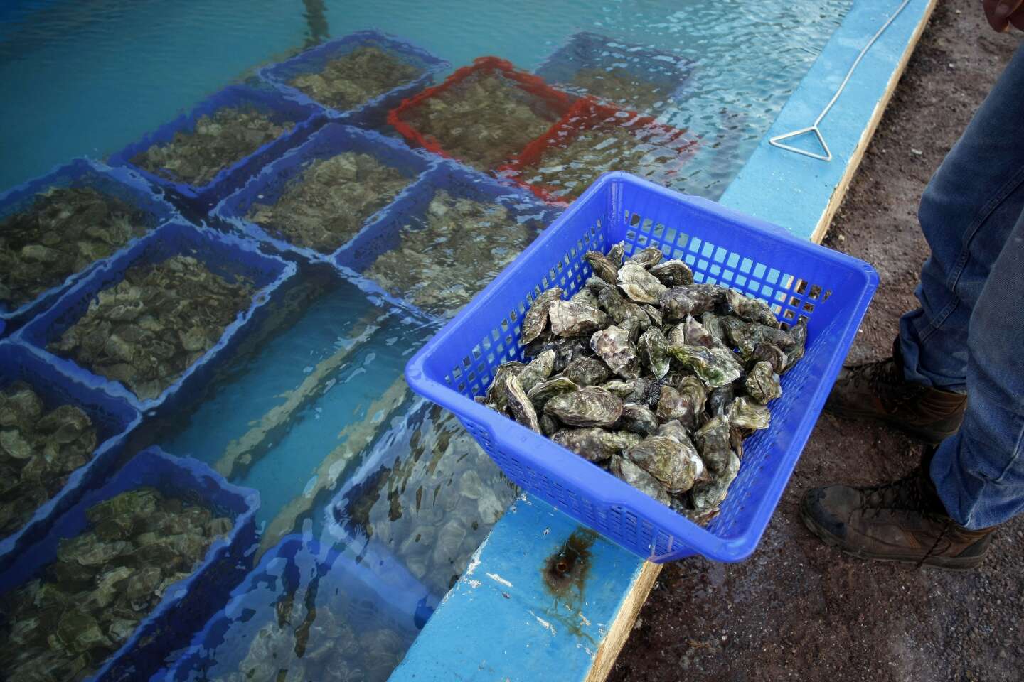 Pourquoi les huîtres du bassin d’Arcachon sont encore interdites à la vente