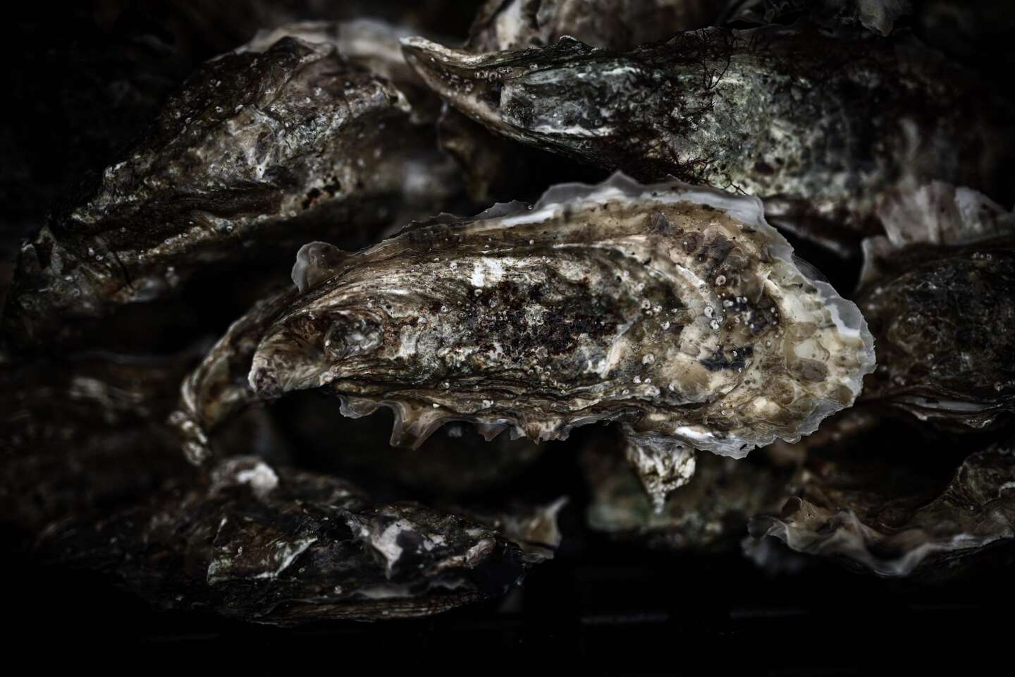 Interdiction des huîtres du bassin d’Arcachon : les ostréiculteurs à la recherche des responsables