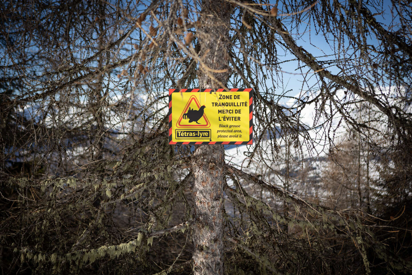 Les pistes des stations de ski pour mieux protéger la biodiversité