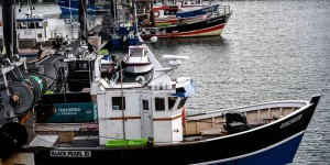 Préservation des dauphins : la fermeture controversée du golfe de Gascogne à la pêche