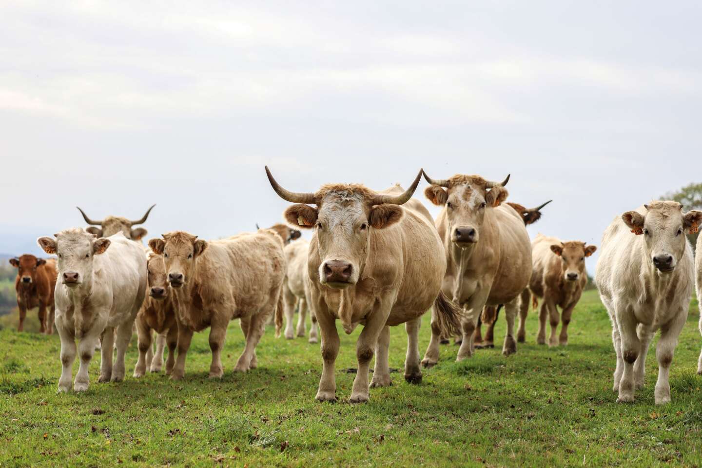 La question du revenu des éleveurs bovins au cœur des mobilisations agricoles