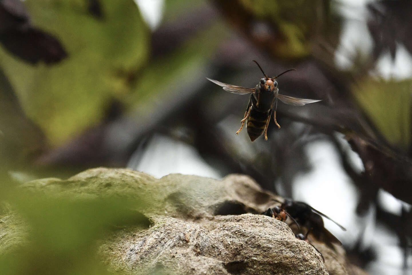 Pour freiner le frelon asiatique, les apiculteurs appellent à l’aide toute la population française