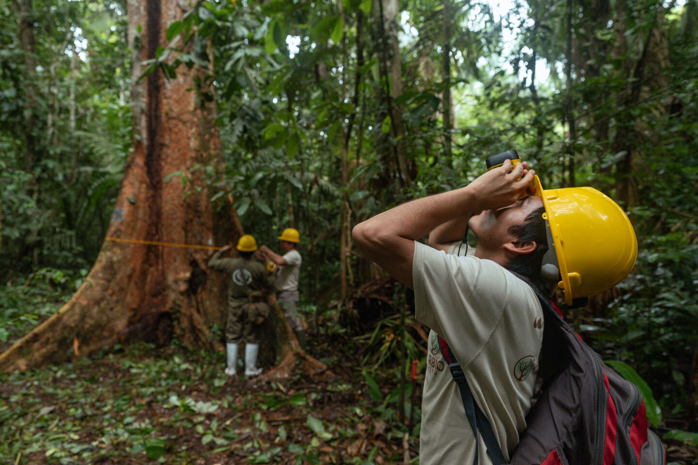 Au Pérou, le shihuahuaco, l’arbre géant d’Amazonie, sous pression commerciale