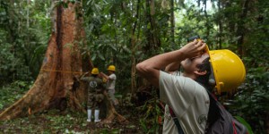 Au Pérou, le shihuahuaco, l’arbre géant d’Amazonie, sous pression commerciale