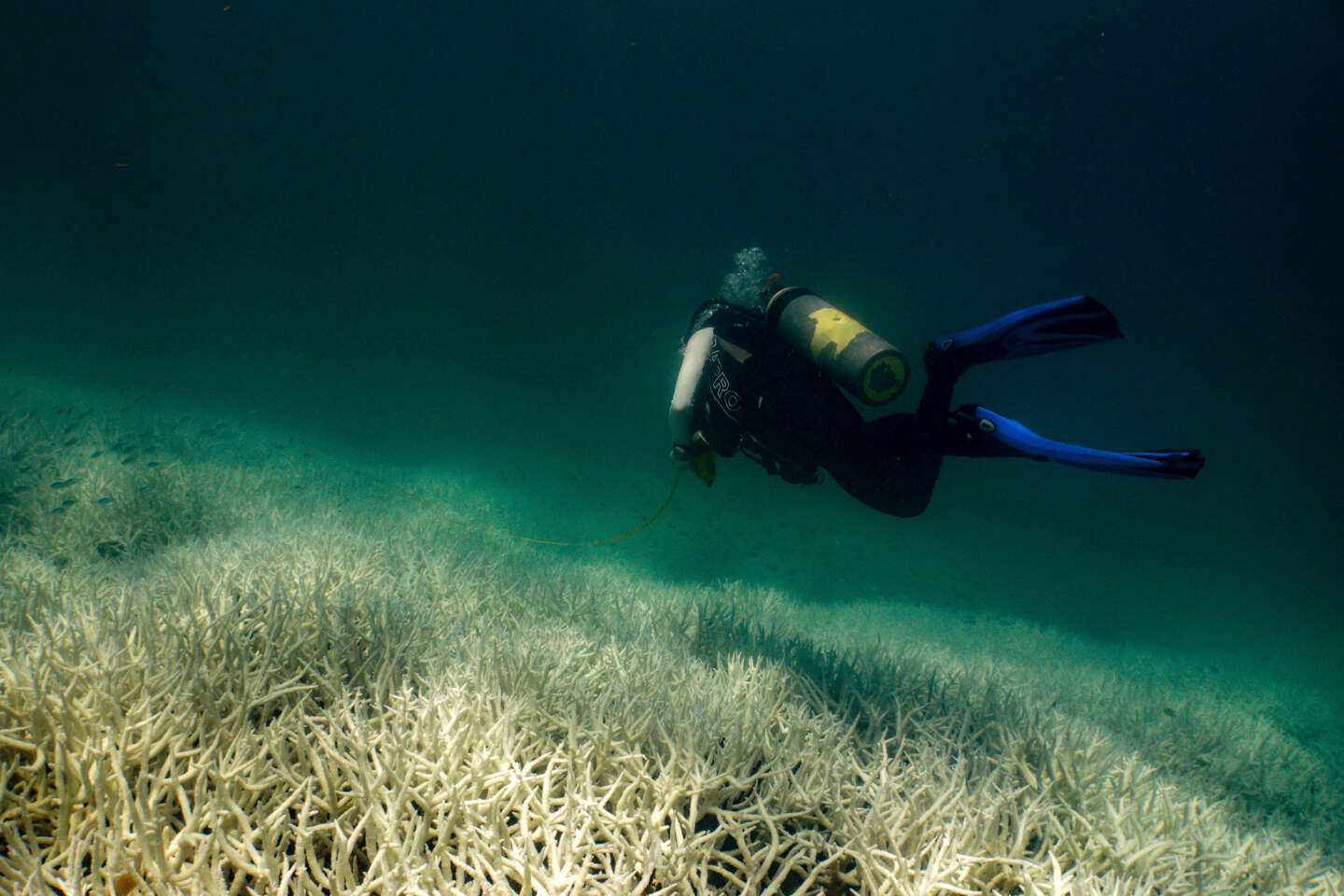 En Australie, sous l’effet du réchauffement climatique, la Grande Barrière de corail subit un épisode de « blanchissement massif »