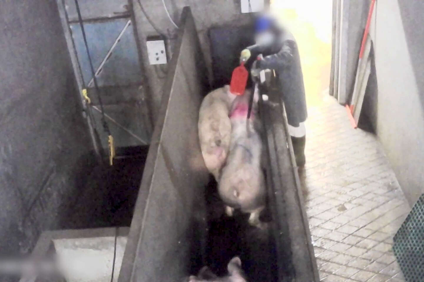 L’un des plus gros élevages de porcs breton lourdement condamné pour maltraitance animale