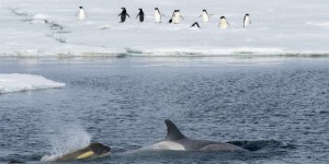 « L’Union européenne doit plaider pour la création d’aires marines protégées en Antarctique »