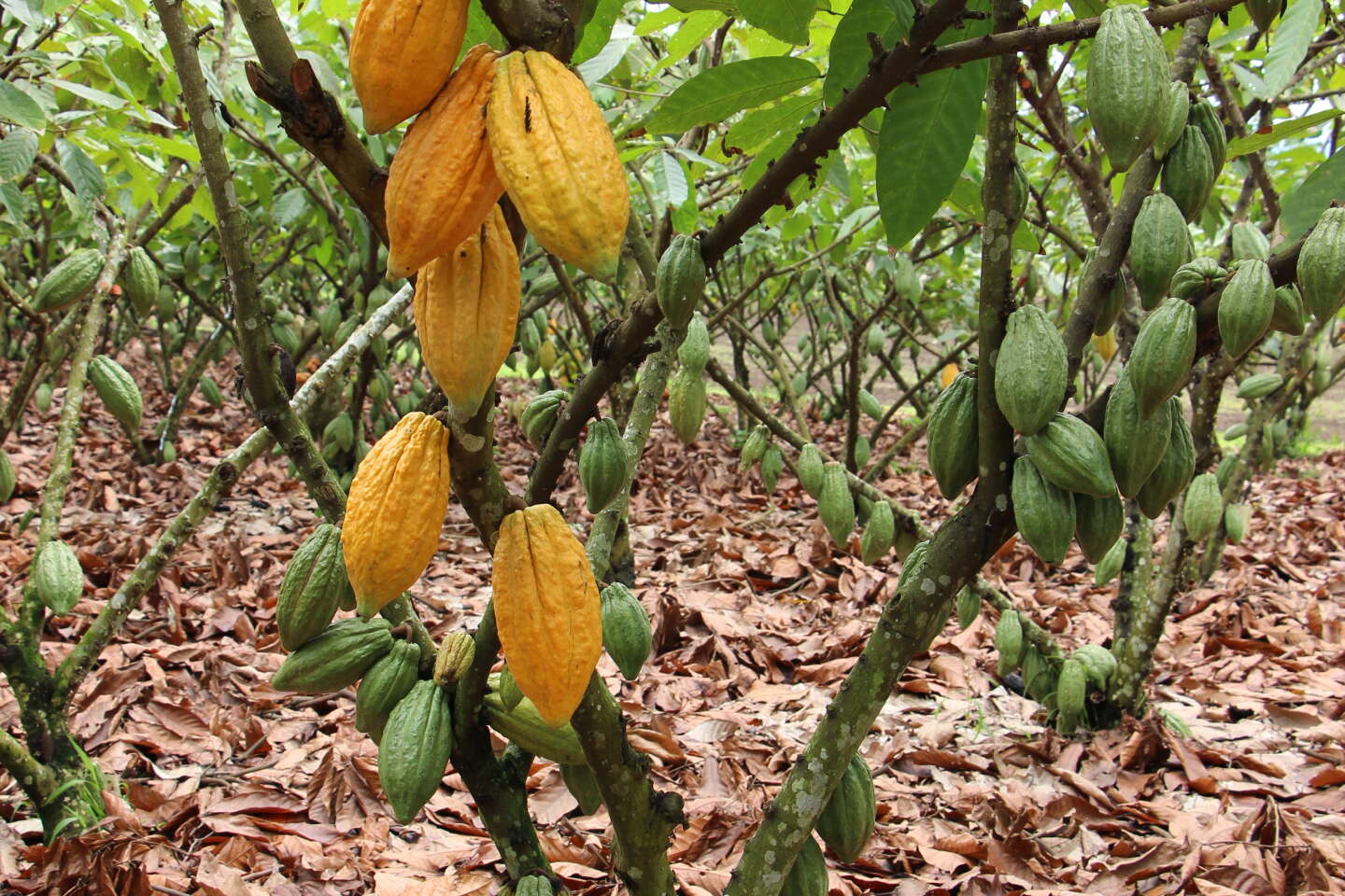 Le mystère de la diffusion du cacao à travers l’Amérique du Sud, il y a plus de 5 000 ans, enfin levé