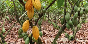 Le mystère de la diffusion du cacao à travers l’Amérique du Sud, il y a plus de 5 000 ans, enfin levé