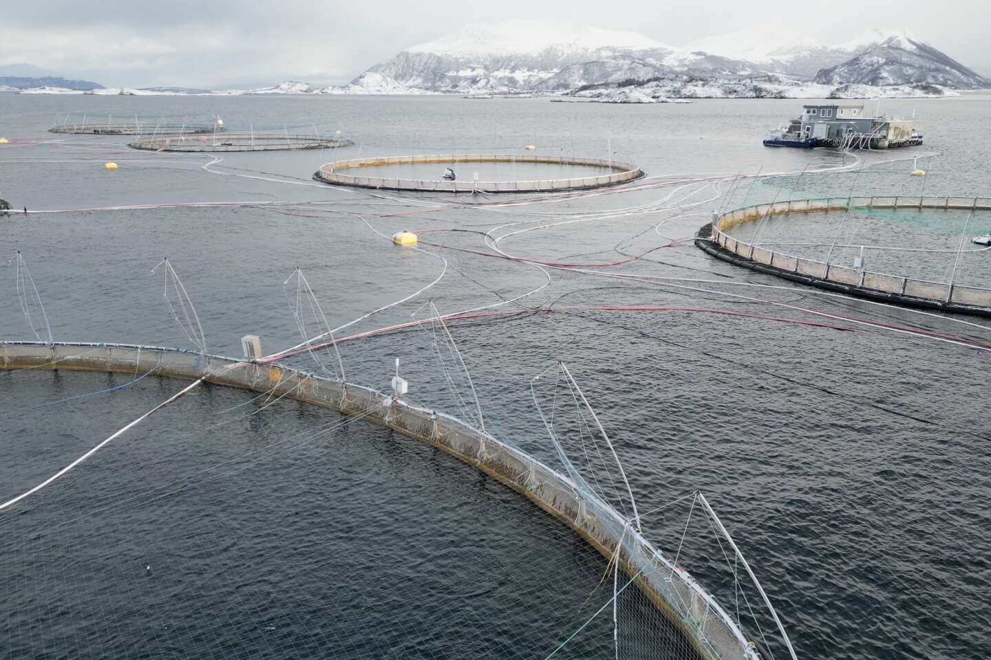 En Norvège, une mortalité record dans les fermes à saumons