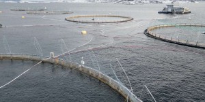 En Norvège, une mortalité record dans les fermes à saumons