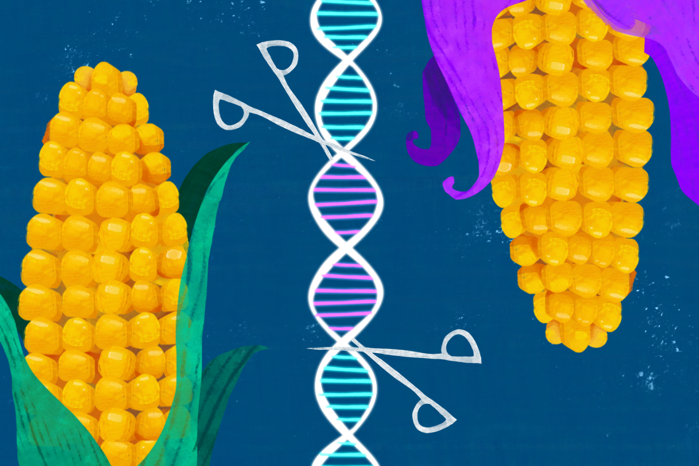 Que sont les « nouveaux OGM » ? Comprendre en trois minutes