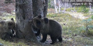 Des ours des Pyrénées n’ont pas hiberné en raison de la douceur des températures