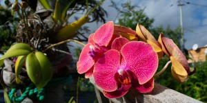 A La Réunion, la riche flore endémique en grande partie menacée de disparition