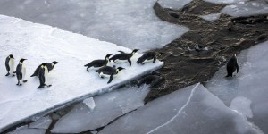 La fonte de la banquise antarctique décime les poussins des manchots empereurs