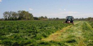 L’herbicide Avanza sème la tempête dans les rizières de Camargue
