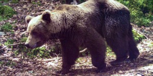 L’ours des Pyrénées au péril de la « bombe génétique »