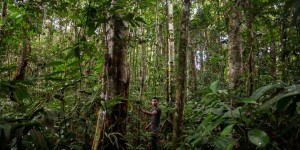 La perte de forêts primaires se poursuit malgré des progrès « spectaculaires » au Brésil et en Colombie