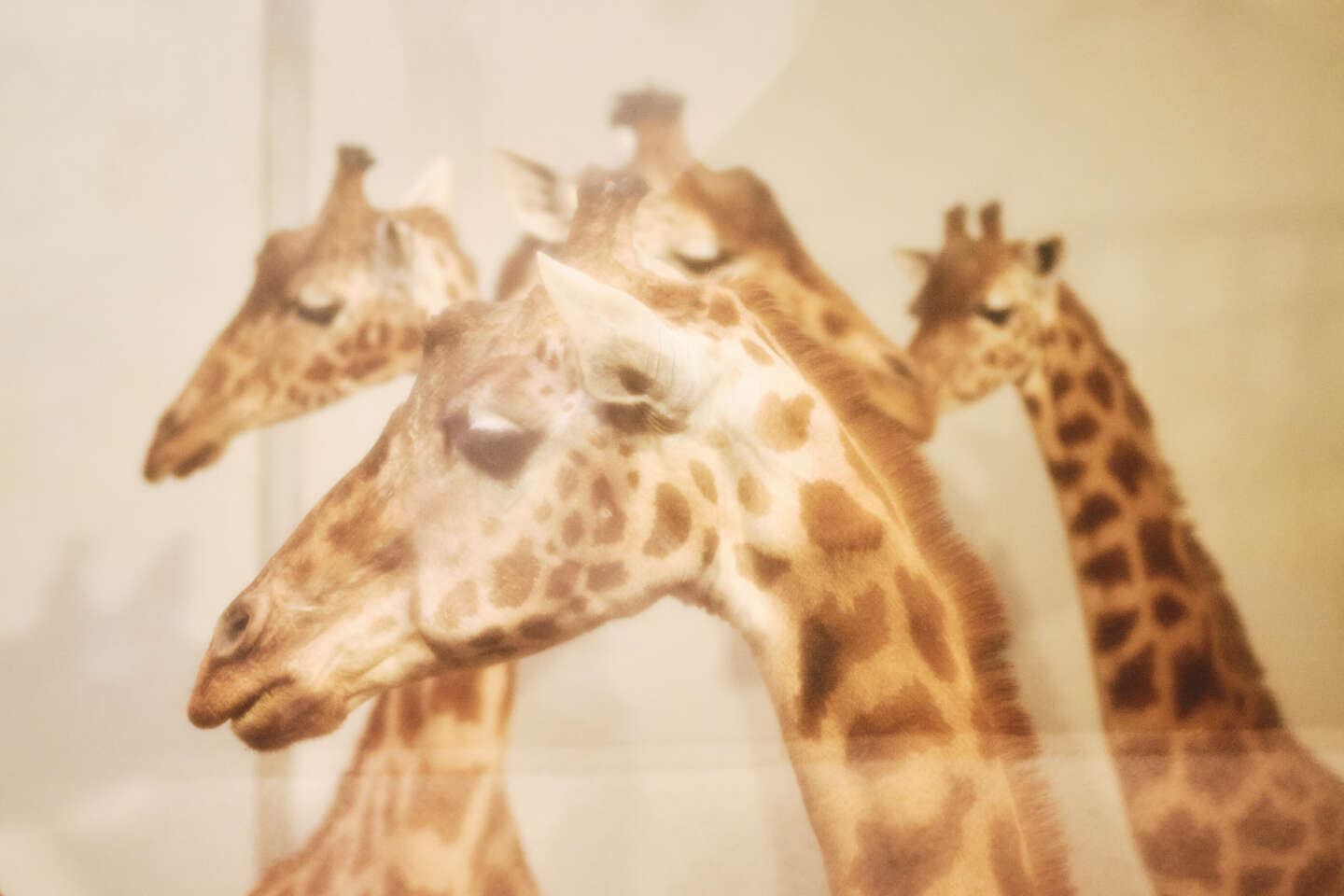 La sélection naturelle aurait dû éliminer les girafes… et si Darwin avait tout faux ?