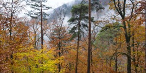Au moins un tiers des espèces d’arbres européennes inadaptées au réchauffement climatique