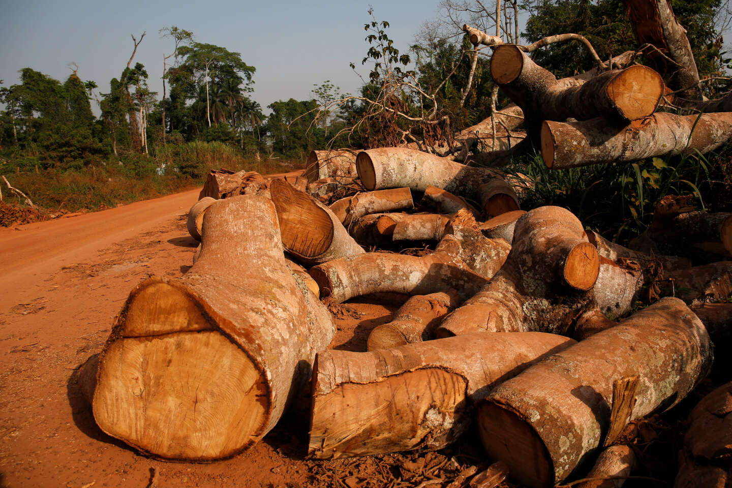 La Côte d’Ivoire se lance dans les crédits carbone pour financer sa reforestation