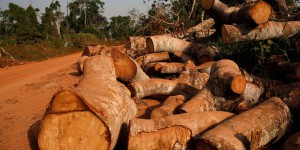 La Côte d’Ivoire se lance dans les crédits carbone pour financer sa reforestation