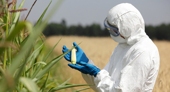 Comment l'Europe risque d'autoriser un nouvel OGM