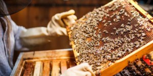Monsanto veut modifier génétiquement les abeilles pour qu’elles résistent à ses pesticides