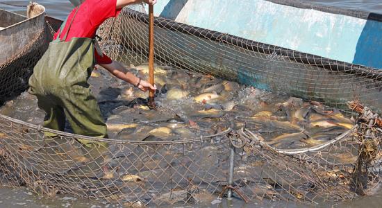 Des poissons importés de Chine nourris aux excréments