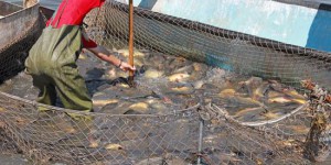 Des poissons importés de Chine nourris aux excréments