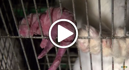 Serez-vous capable de regarder la vidéo de cet élevage de lapins jusqu’au bout ?