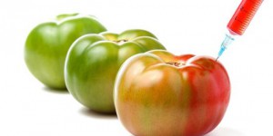 Espèces hybrides : Syngenta crée la tomate qui ne pourrit pas 
