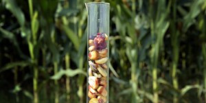 L'Europe pourrait bientôt autoriser 9 nouveaux OGM
