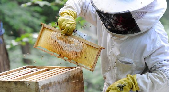 Justice : les pesticides de Syngenta tenus responsables du déclin des abeilles
