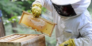 Justice : les pesticides de Syngenta tenus responsables du déclin des abeilles