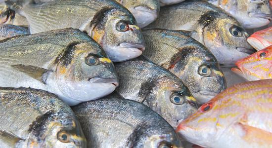 Contamination au mercure, comment bien choisir son poisson ?