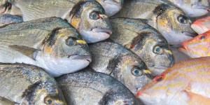 Contamination au mercure, comment bien choisir son poisson ?