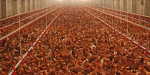 Productivisme et gigantisme : découvrez la ferme des 250.000 poules de Doullens