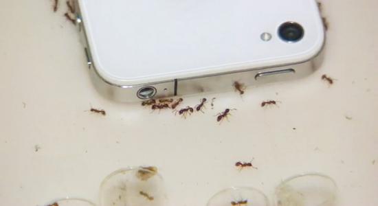 Effets effrayants des ondes de téléphone portable sur les fourmis