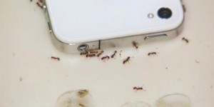 Effets effrayants des ondes de téléphone portable sur les fourmis