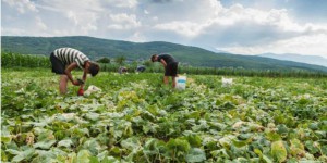 Baisse de 25 % des aides : le coup dur pour les agriculteurs bio