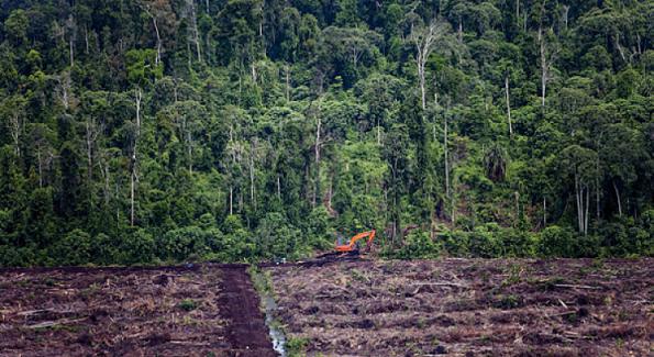 Qui sont les entreprises championnes de la déforestation ?