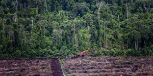 Qui sont les entreprises championnes de la déforestation ?
