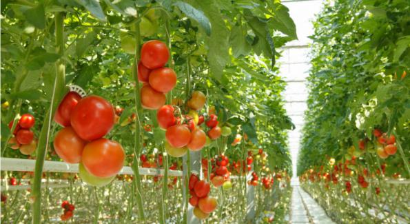 Plus de 80 pesticides différents dans les fraises et les tomates