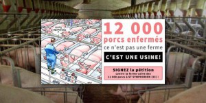 Une pétition contre la ferme-usine des 12.000 porcs en Gironde