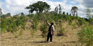 Les hôtels Accor s'engagent à replanter 10 millions d'arbres