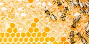 Éloge du miel et de l’abeille par un apiculteur bio